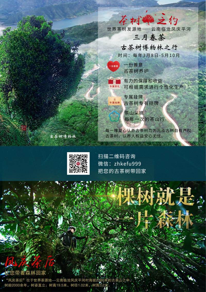 茶樹之約.jpg