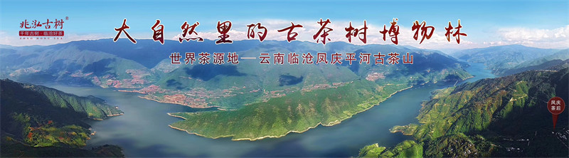 古茶樹博物林.jpg